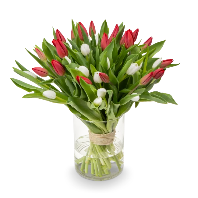 Kytice červených a bílých tulipánů